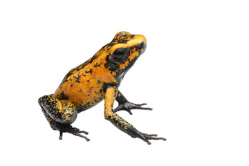 Obraz premium Closeup a Juvenile Phyllobates terribilis 