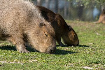 Carpincho en el pasto