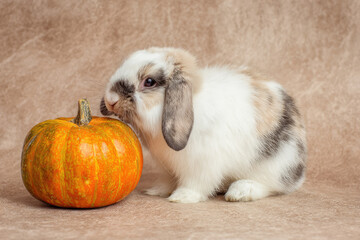 Young holland lop rabbit sniffing small pumpkin fluffy fur long ears cute pet autumn theme beige background indoor calm adorable animal portrait
