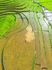 Beautiful morning view indonesia panorama landscape forest with beauty color and sky natural light