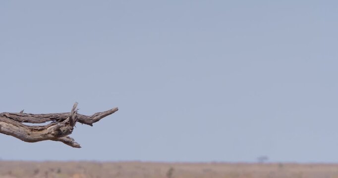 Wide right to left of Cheetah (Acinonyx jubatus) standing on a dead tree and scanning the horizon on hot sunny day in Savannah in Kenya