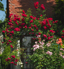 Fototapeta premium Red and Pink Climbing Roses Blooming on Garden Trellis in Summer