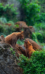 Brown bear (Ursus arctos). Europe