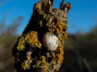 Sleeping Snail on Lichen-Covered Branch