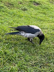 crow on grass