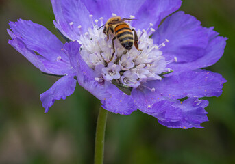 honey bee on a scabiosa caucasica caucasian pincushion flower 