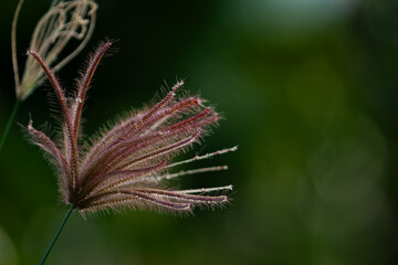Close-up of a soft wild grass flower on a blurry green background. Concept of fragility and nature's beauty.