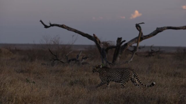 Wide gimbal tracking of collared Cheetah (Acinonyx jubatus) walking in short grass savannah with dead tree in late evening in Kenya
