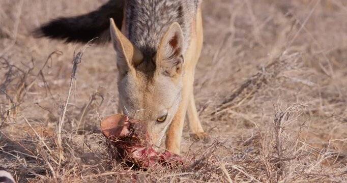 Wide of Black backed jackal (Canis mesomelas) eating leg carcass during dry season in golden light in Savannah in Kenya