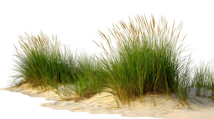Dune grass flourishing on sandy terrain isolated on white background