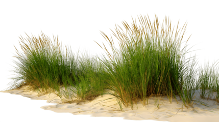Dune grass flourishing on sandy terrain isolated on white background