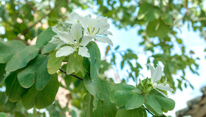The blooming white-flowered Bauhinia