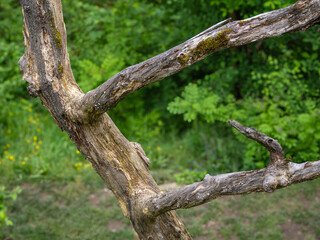 Gnarled Tree Branch Against Lush Greenery