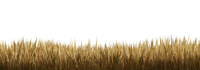 Dry golden grass blades isolated on transparent background, realistic 3D rendering style, perfect for autumn, drought, or landscaping design concepts © ImageFlow