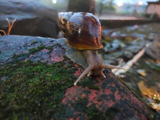 Close-up of a snail crawling on mossy stone with blurred natural background. Ideal for nature, wildlife, and macro photography lovers. High detail and natural lighting. © widdii.asmoro