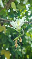Obraz premium The blooming white-flowered Bauhinia