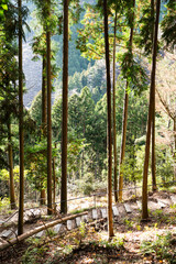 Forest Path with Wooden Steps in a Japanese Mountain Trail