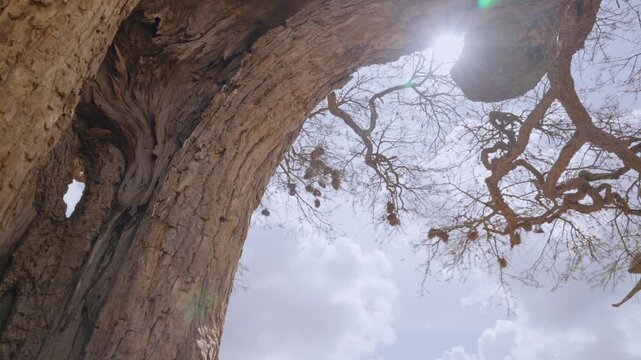 Wide low angle dolly of a dry hollow tree bark and cluster of nests under hot midday sun in Kenya