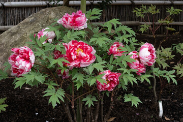 日本庭園の紅白牡丹