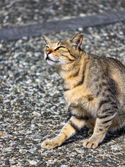 Lazy Tabby Cat Scratching with Hind Leg on a Sunny Afternoon