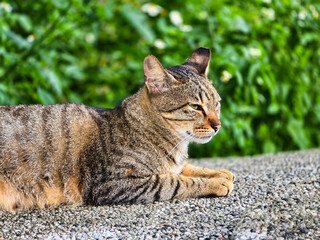 Lazy Tabby Cat Napping on Wall on a Sunny Afternoon with Green Plants Background