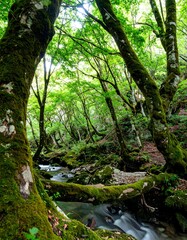 Naklejka premium Lush Forest Stream A Tranquil Scene of Trees and Water