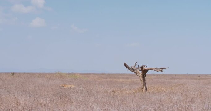 Wide of Savannah with dead tree and one Cheetah (Acinonyx jubatus) walking grass and second waking and sitting under tree shade in Kenya