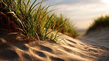 Close up of sunlit sand dunes with marram grass casting long shadows Peaceful natural coastal landscape at golden hour