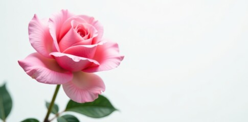 Delicate pink rose, solitary, on stark white backdrop Petals unfurl , stem, wedding
