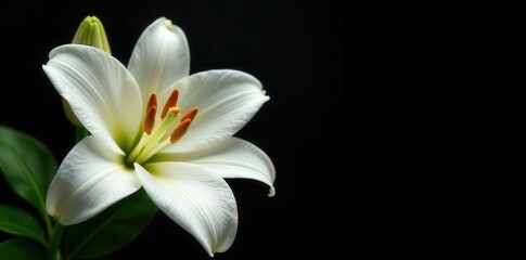 Fototapeta premium Delicate white lilies in full bloom, petals unfurled against black , summer, white, photography
