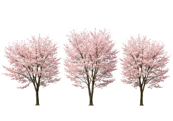 Three cherry blossom trees with pink flowers in full bloom isolated on white isolated on transparent background