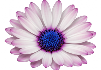 Pink and white flower with blue center isolated on transparent background