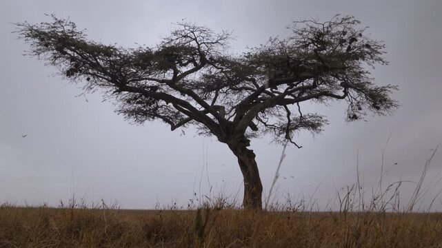 Extreme wide low angle of Alate termites (Macrotermes michaelseni)  under an Apple ringed acacia after the rains in savannah in kenya