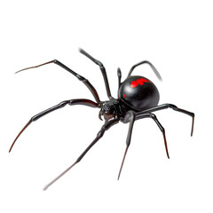 A venomous spider showcases its black body and distinctive red markings, a symbol of danger and beauty.