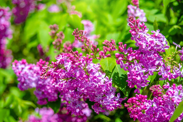 Obraz premium Pink lilac blooms in the Botanical garden 