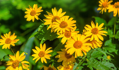 Yellow daisies grow in the meadow in summer
