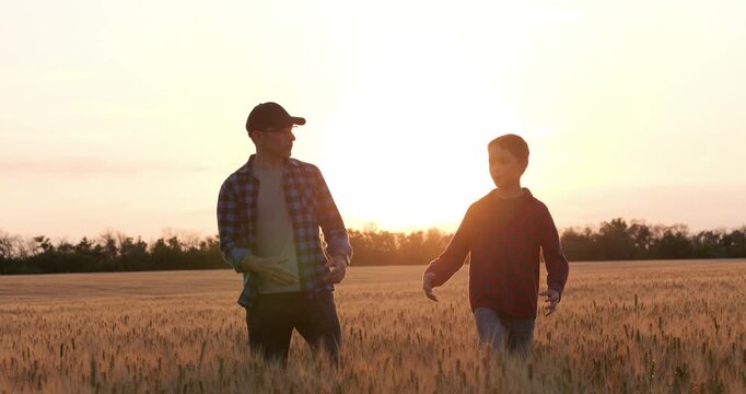 Father son farming sunset education. Wheat field lesson agriculture skills. Father son mentorship passes knowledge. Next generation farmer training. Father son bond fieldwork.