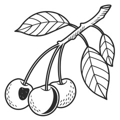 Simple outline drawing of three cherries with leaves on a branch against a black background © Stock
