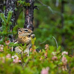 Obraz premium Chipmunk eating in forest