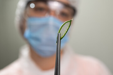 A researcher in a lab wears protective gear while carefully holding a slice of aloe vera leaf with precision tools, indicating its application in a scientific study on plant properties.