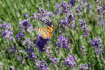 Painted Lady (Vanessa cardui) butterfly perched on lavender in Zurich, Switzerland