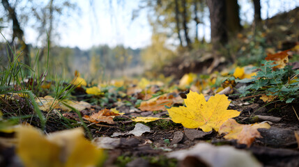 Autumn Leaves on Forest Floor