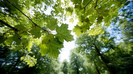 Fototapeta premium Lowangle macro view of sunlight filtering through vibrant green maple leaves creating a lush canopy with dappled light effects, peaceful and refreshing scene with copy space on the right