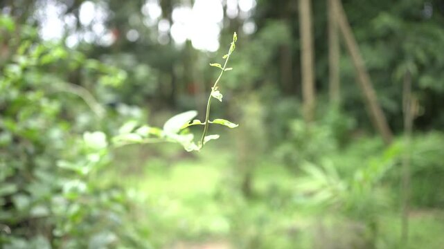 Onam Collections | Thumba poo | Butterflys | Leucas aspera
