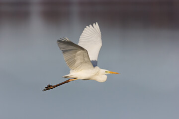 Grande Aigrette (Ardea alba) en vol en plan rapproché sur fond d’étang en France