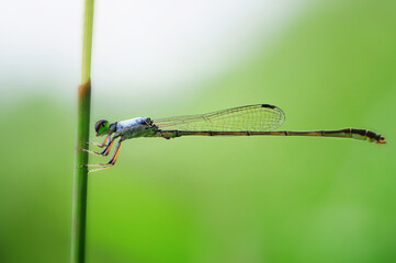 Close-up of Damselfly on Green Stem Detailed Wings and Body.