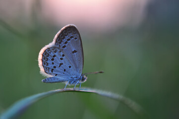 Blue Butterfly on Blade of Grass at Sunset.