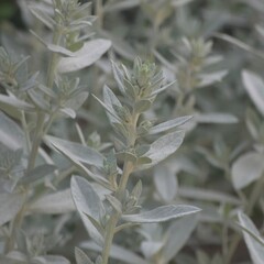 close up plants