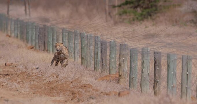 Extreme wide tracking of a collared cheetah (Acinonyx jubatus) walking next to an electric boundary in savanna kenya 