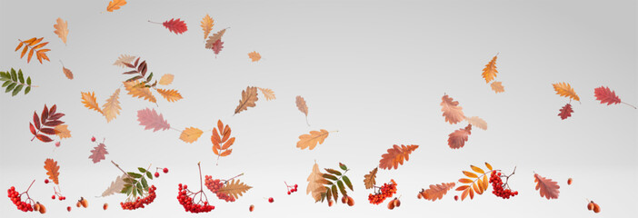 Autumn falling leaves on transparent background, vector, png. Wave of falling leaves in the wind, leaf fall. Rowan berries, acorns, yellow leaves of oak, maple, birch, rowan.